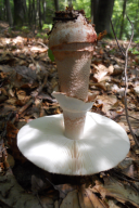 Amanita rubescens