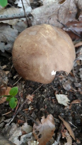 Boletus reticulatus