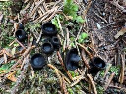 Pseudoplectania nigrella