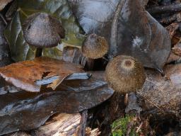 Entoloma strigosissimum