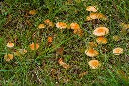 Marasmius oreades