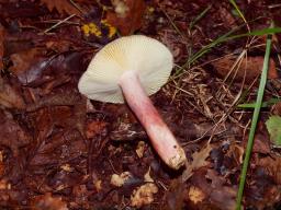 Russula amoena