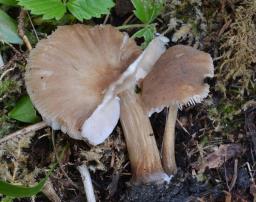 Pluteus plautus