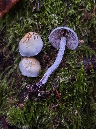 Stropharia aeruginosa
