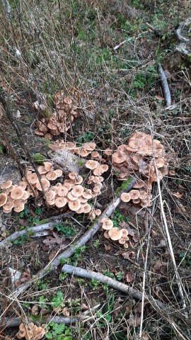 Armillaria borealis