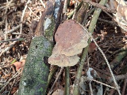 Hapalopilus nidulans