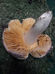 Russula risigallina