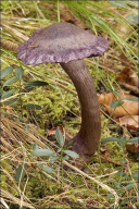 Cortinarius violaceus