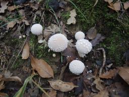 Lycoperdon mammiforme