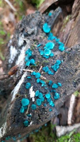 Chlorociboria aeruginascens