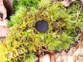Pseudoplectania nigrella