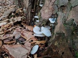 Pseudohydnum gelatinosum
