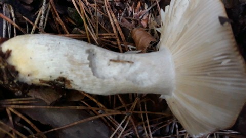 Russula ochroleuca