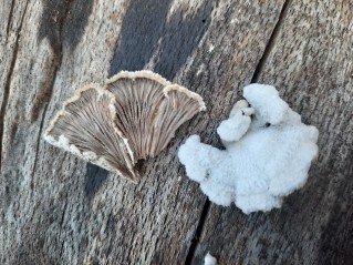 Schizophyllum commune