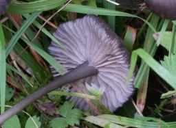 Entoloma serrulatum
