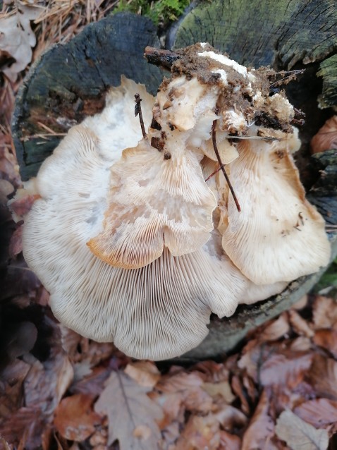 Pleurotus ostreatus