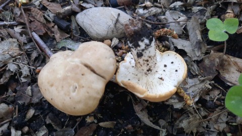 Calocybe gambosa