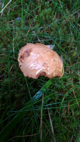 Chalciporus piperatus