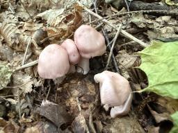 Mycena rosea