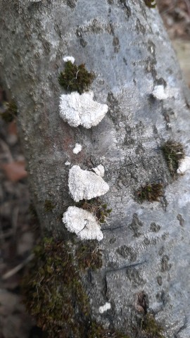 Schizophyllum commune