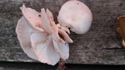 Pleurotus pulmonarius