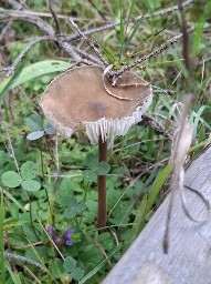 Xerula pudens