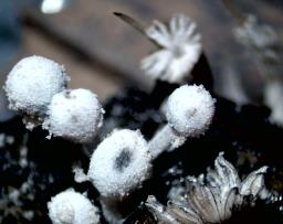 Coprinopsis stercorea