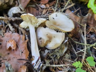 Clitocybe fragrans