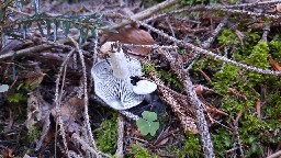 Clitocybe odora