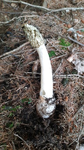 Phallus impudicus