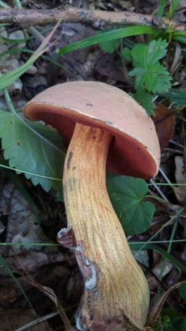 Suillellus luridus