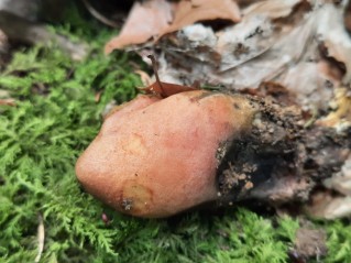 Rheubarbariboletus armeniacus