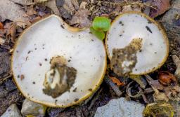 Lentinus substrictus