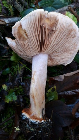 Cortinarius