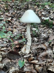 Amanita virosa