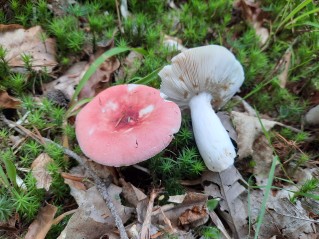 Russula silvestris