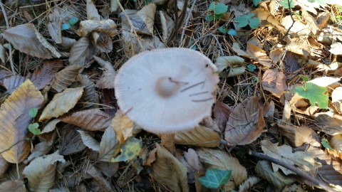 Amanita vaginata