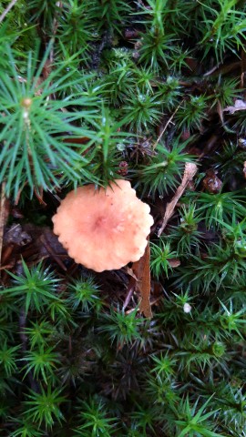 Lactarius fulvissimus