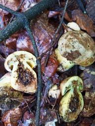 Butyriboletus appendiculatus