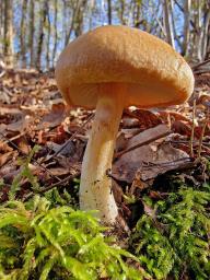 Thaxterogaster talus