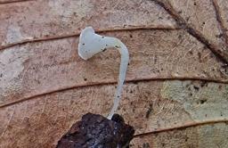 Clavicorona taxophila