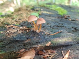 Mycena renati