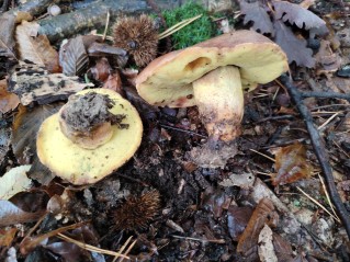 Butyriboletus appendiculatus