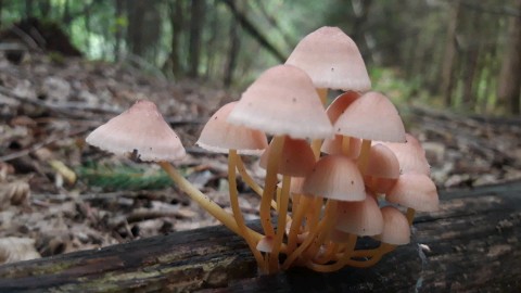 Mycena renati