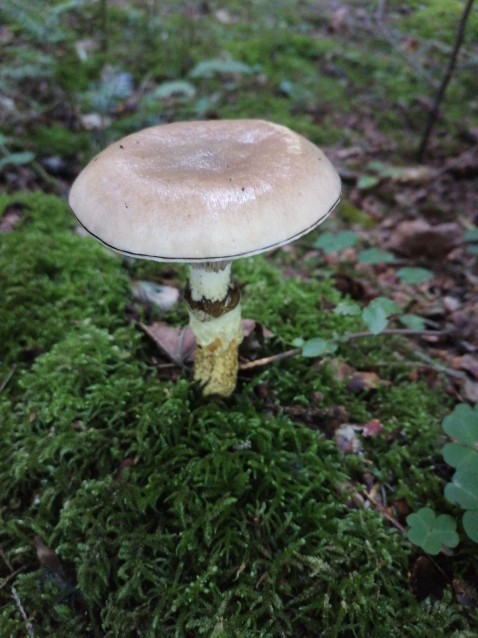 Gomphidius glutinosus