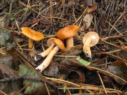 Lactarius aurantiacus