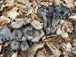 Cantharellus cinereus