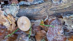 Lentinus brumalis