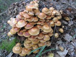 Kuehneromyces mutabilis