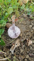 Mycena rosea